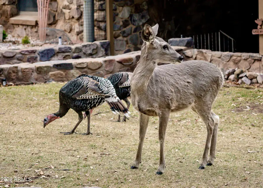 29 E Ramsey Canyon Road, Hereford, AZ 85615 - Image #3