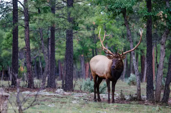 7800 Forest Service 122 Rd-tract 9b -- #9-B, Happy Jack, AZ 86024
