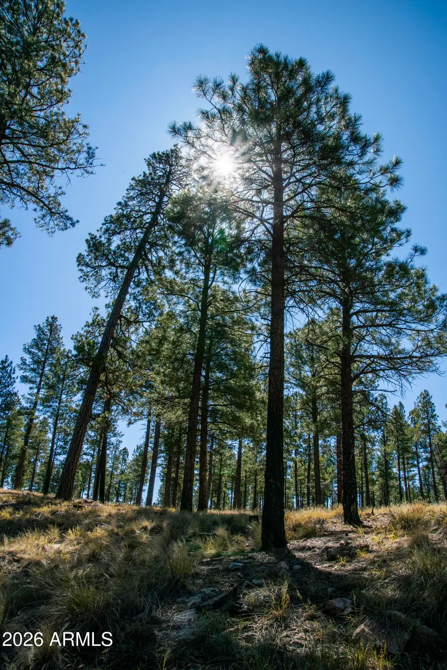 7800 Forest Service 122 Rd-tract 9b -- #9-B, Happy Jack, AZ 86024 - #2