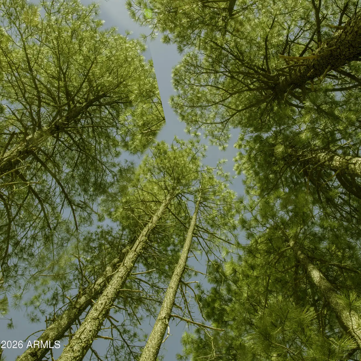 7770 Forest Service 122 Rd. Tract 6 -- #6A, Happy Jack, AZ 86024 - #1