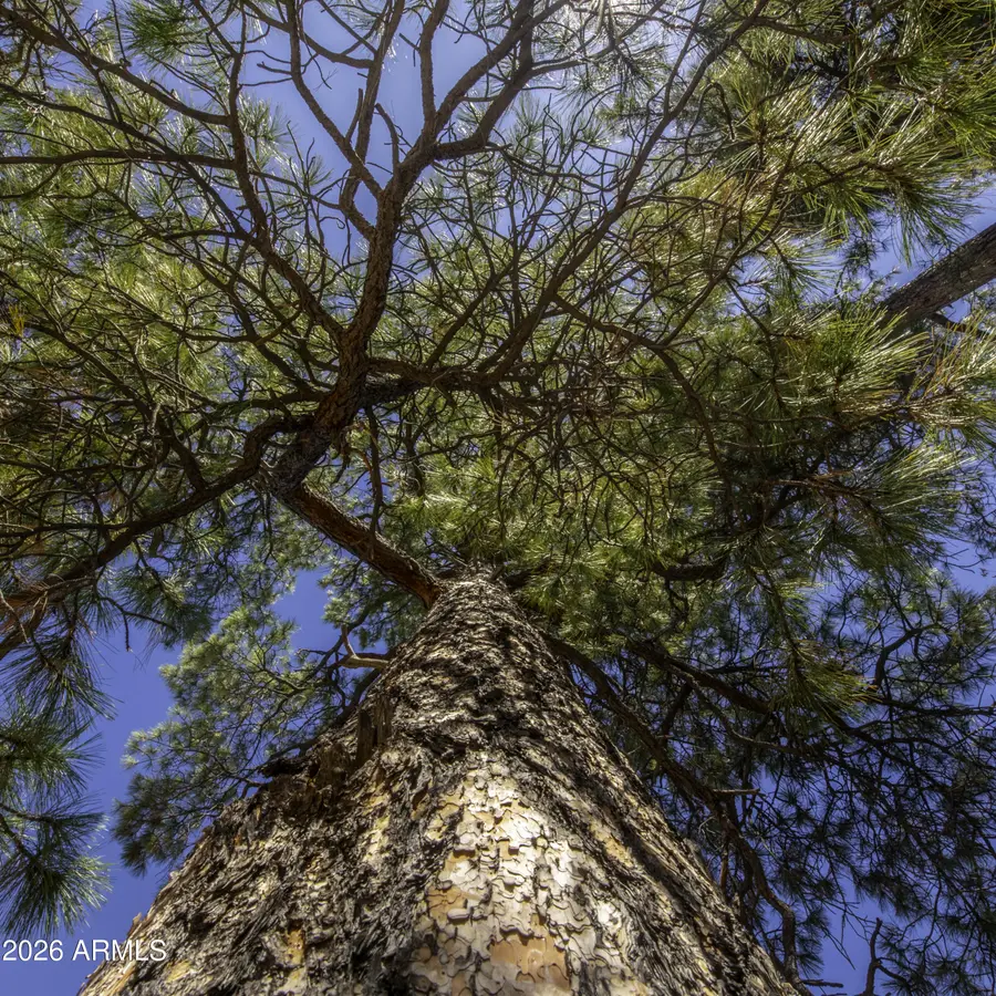 7770 Forest Service 122 Rd. Tract 6 -- #6A, Happy Jack, AZ 86024 - #3