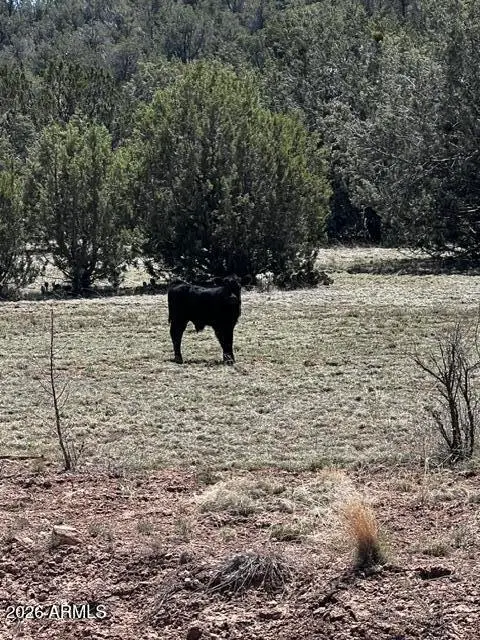 Lot 15 Juniper Mtn Ranches Unit 1 -- #15, Seligman, AZ 86337
