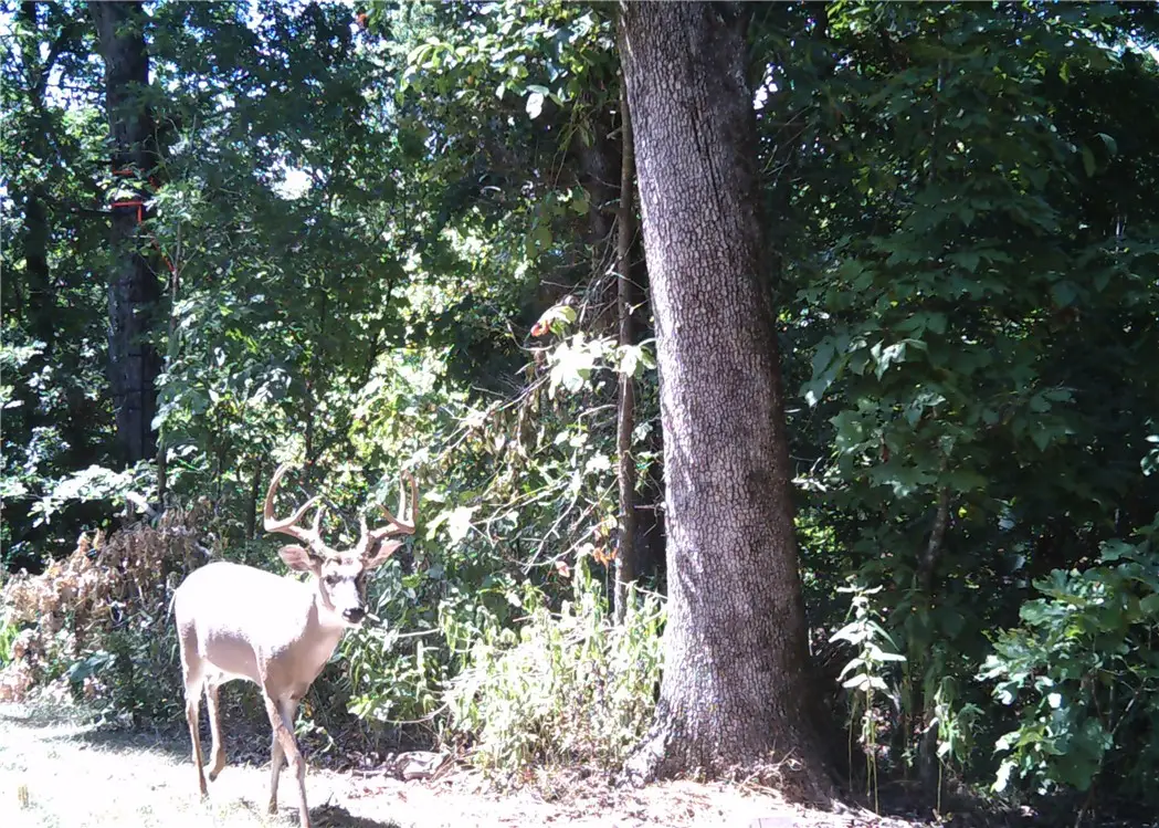 10932 Georgia Flat Road, Gravette, AR 72736 - Image #1