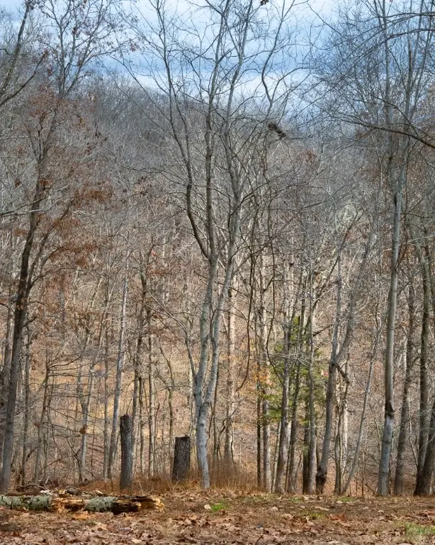 Lot 4 S Old Dutch, Rogers, AR 72756 - Image #1