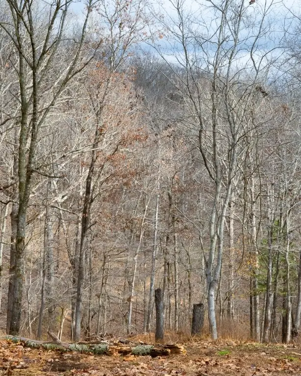 Lot 4 S Old Dutch, Rogers, AR 72756 - Image #2