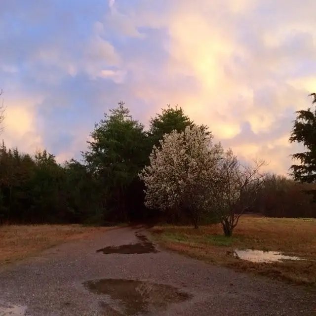 TBD Blue Springs Road, Goshen, AR 72735 - Image #2