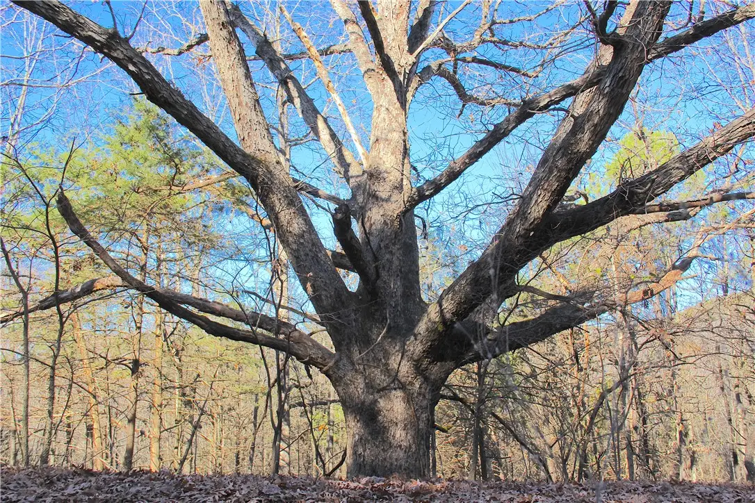 Cr 6012, Berryville, AR 72616 - #1