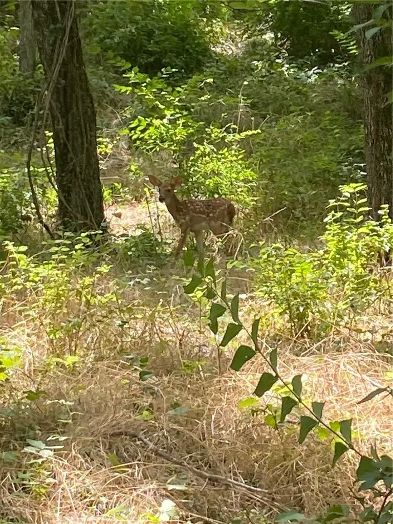 14682 Director Road, West Fork, AR 72774 - #3