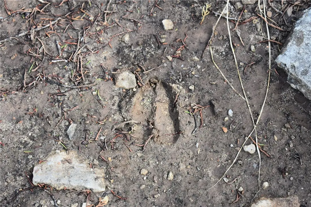 * Cedar Creek Road, Flippin, AR 72634 - #1