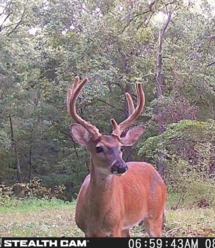 22709 Whippoorwill Lane, Springdale, AR 72762 - Image #3