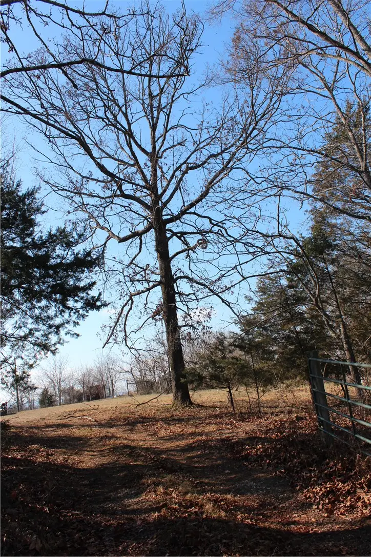Fallen Tree, Marshall, AR 72650 - #1