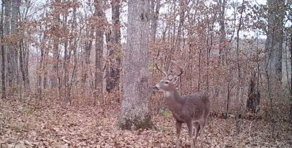 000 Fs 1548, Pettigrew, AR 72752 - #2