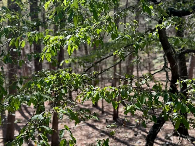 40 E Mountain Drive, Eureka Springs, AR 72632 - #3