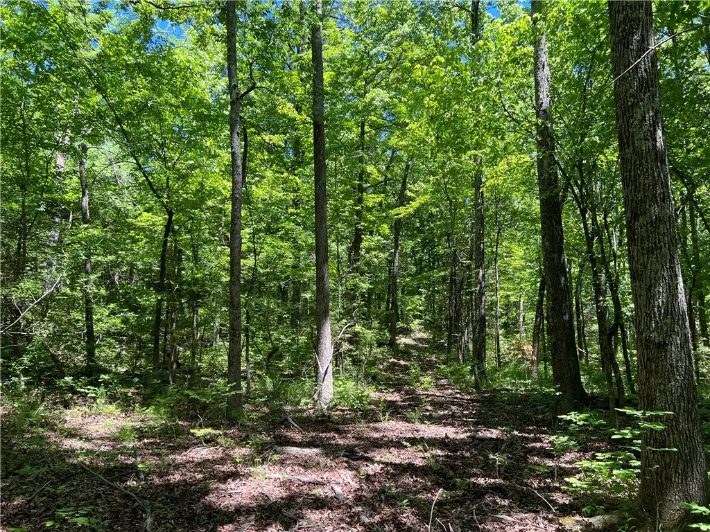 Terrapin Road, Harrison, AR 72601 - #1
