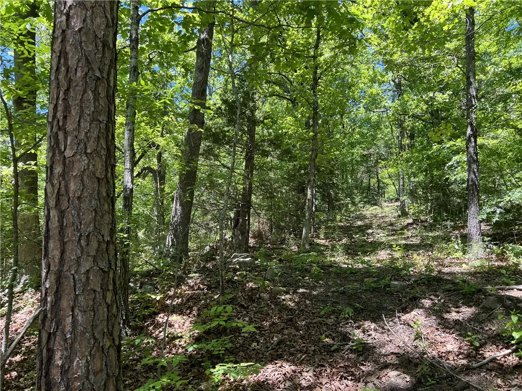 Terrapin Road, Harrison, AR 72601 - #1