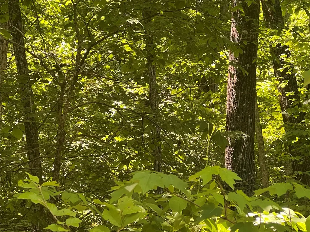 Terrapin Road, Harrison, AR 72601 - #1