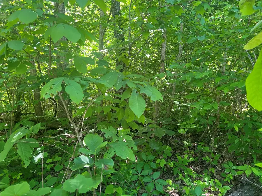 Terrapin Road, Harrison, AR 72601 - #2