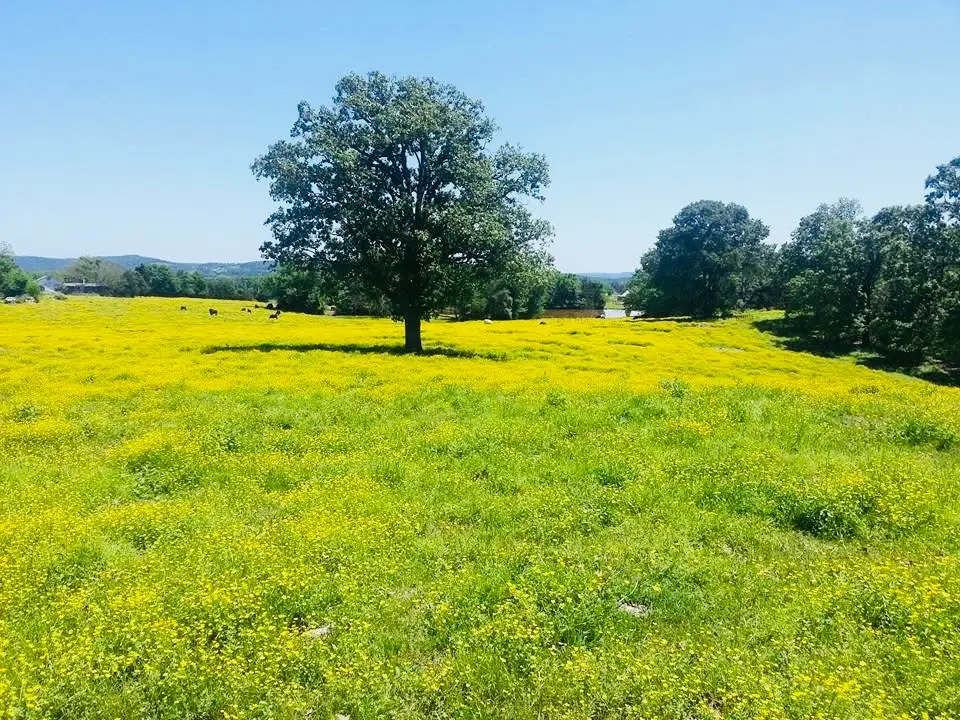 1412 County Road 2641, Lamar, AR 72846 - #1