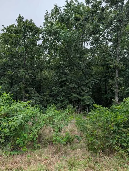 Selkirk Drive, Bella Vista, AR 72715