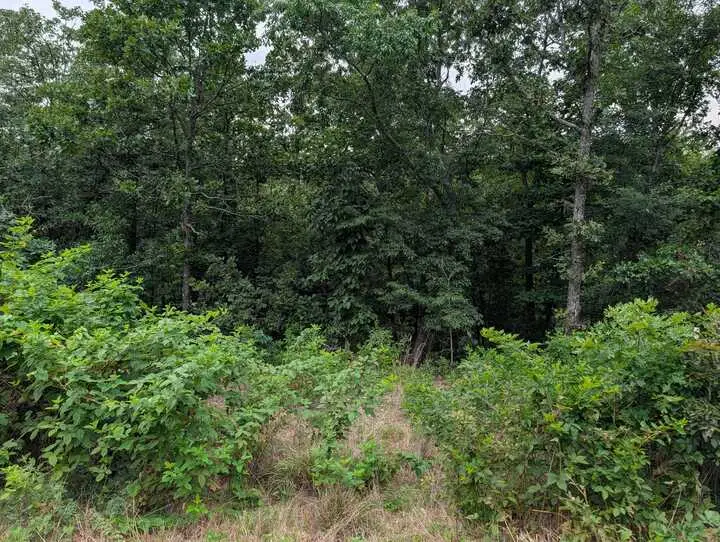 Selkirk Drive, Bella Vista, AR 72715 - #2