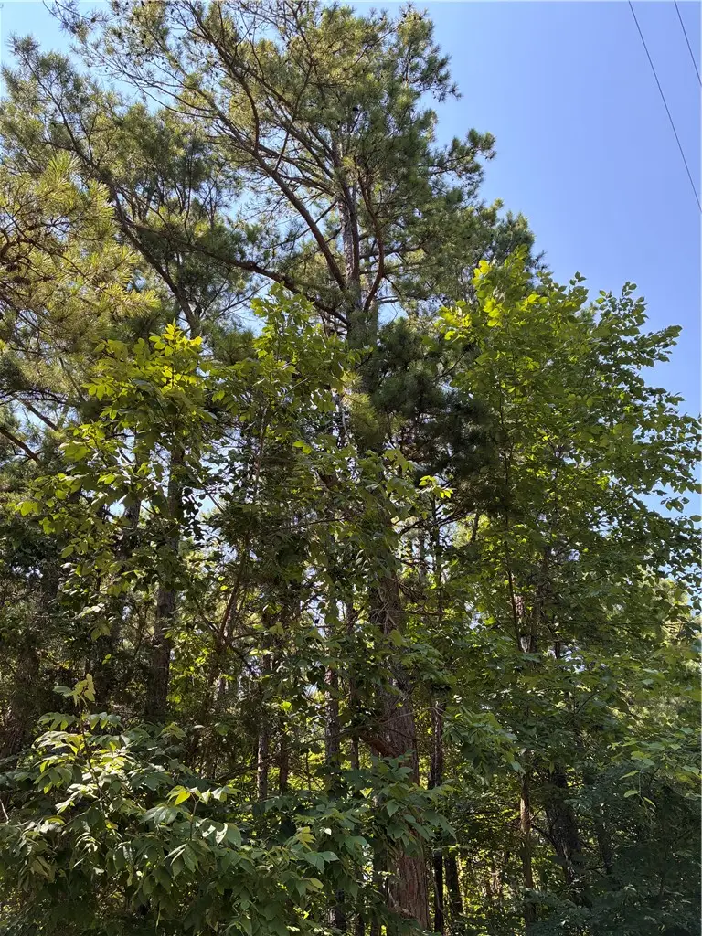 Marion County 6025 Bald Jesse, Yellville, AR 72687 - #2