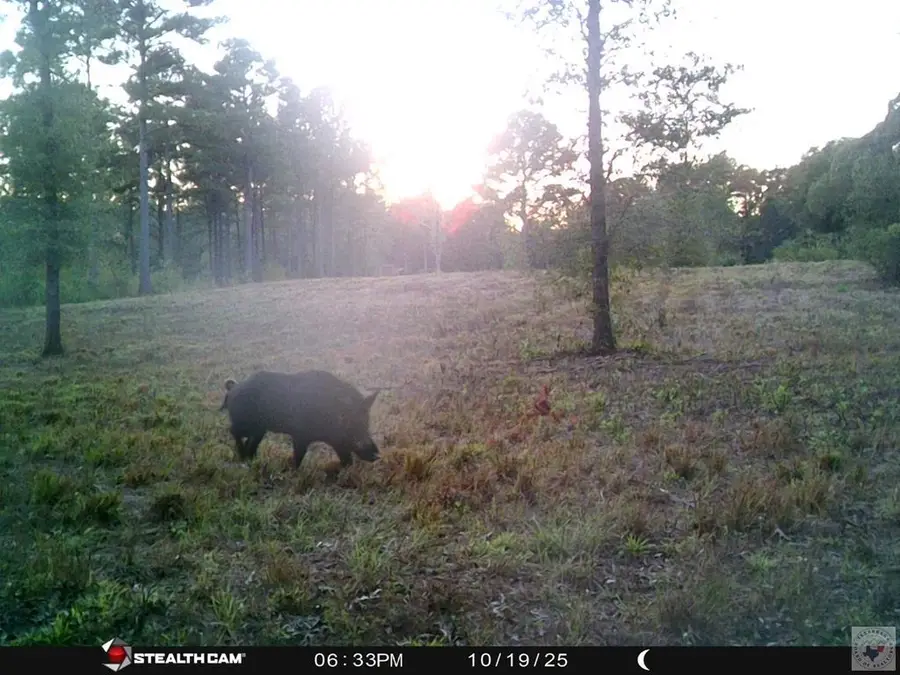 4847 Fm 992, De Kalb, TX 75559 - Image #3