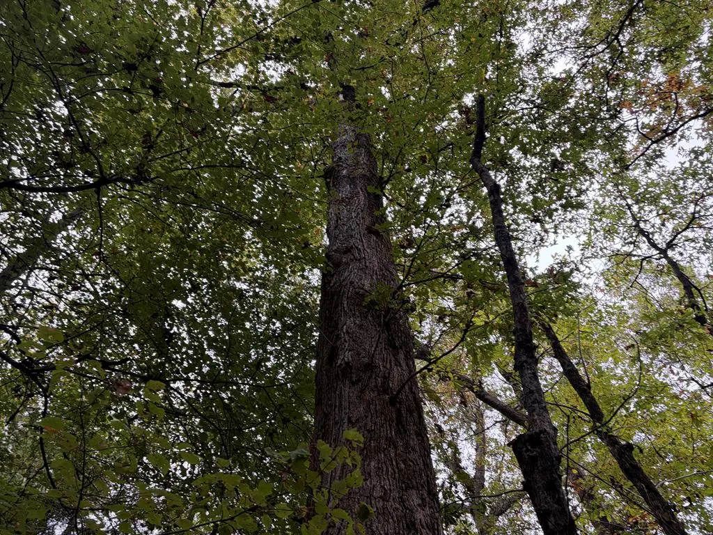 CR 2912 Cr 2912, Hughes Springs, TX 75656 - Image #1