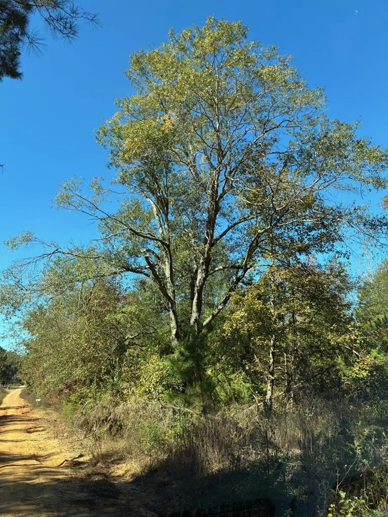 238 Daisy Lane, Bloomburg, TX 75556 - Image #2