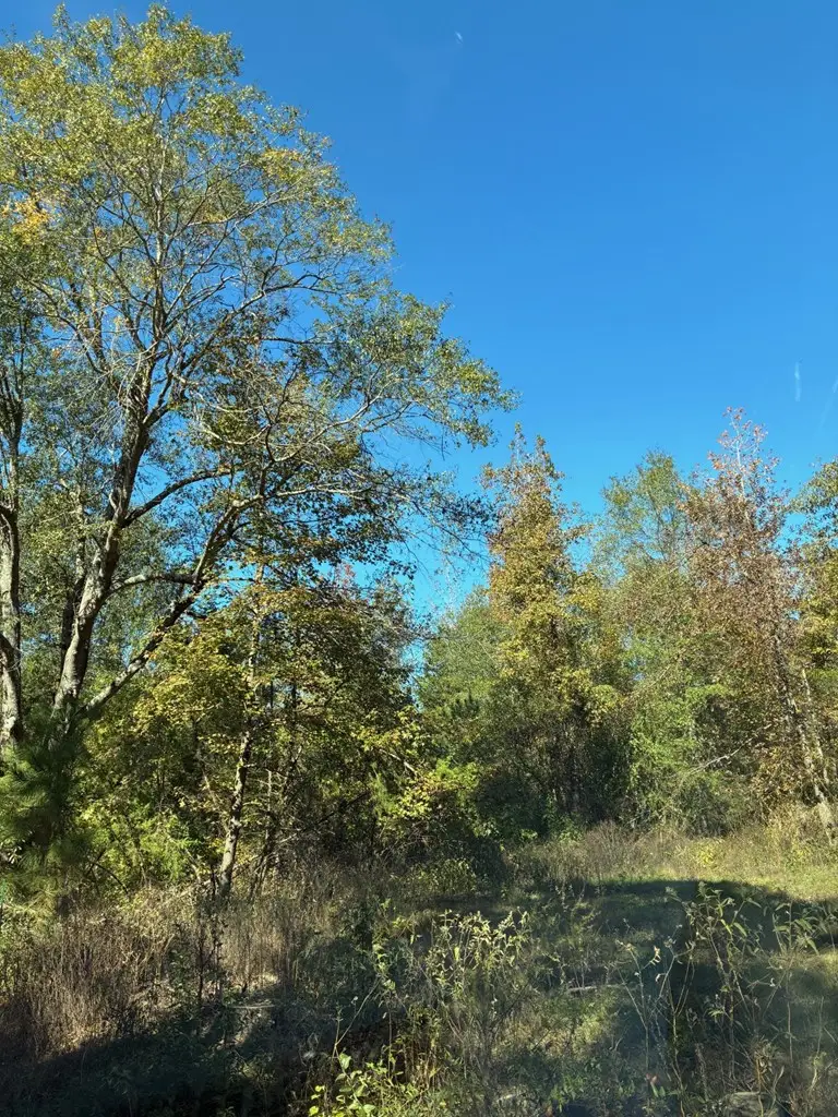 238 Daisy Lane, Bloomburg, TX 75556 - Image #3