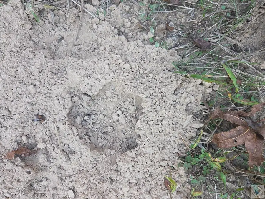 5.5Acres County Road 3117, Clarksville, TX 75426 - Image #2