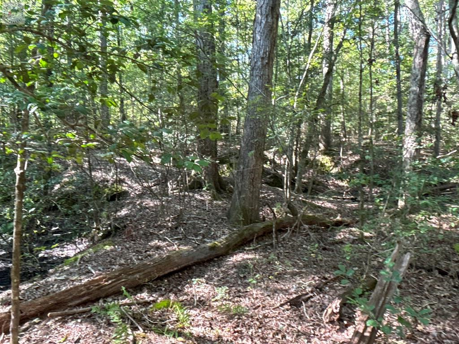 TBD Cr 1131, Linden, TX 75563 - Image #3