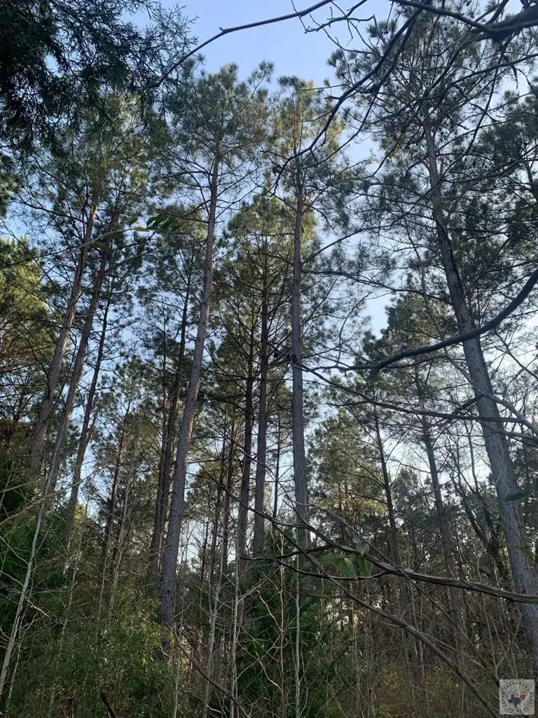 TBD Cr 4670, Atlanta, TX 75551 - #3