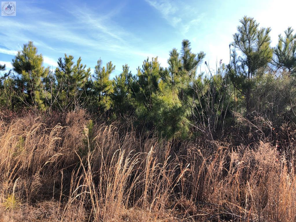 Address Withheld By Seller, Queen City, TX 75572