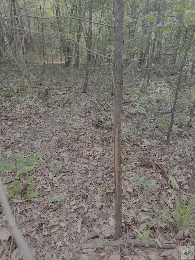 1885 Co Rd 2342, Marietta, TX 75566 - #1