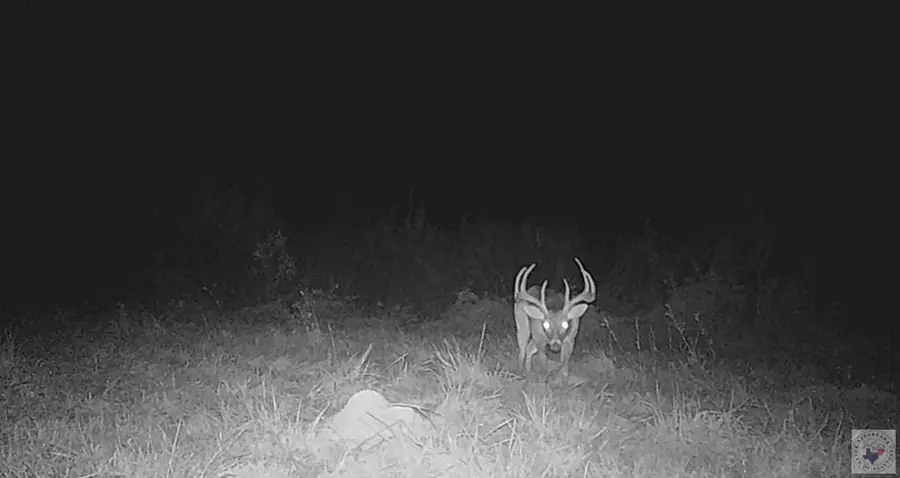 30 +/- ac Cr 1112, Maud, TX 75567 - #3