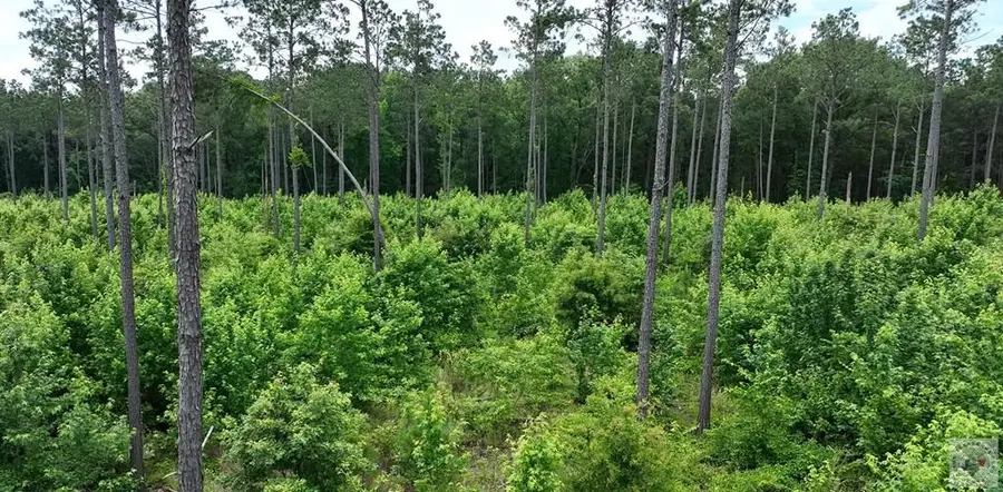 TBD County Road 2468, Douglassville, TX 75560 - #3