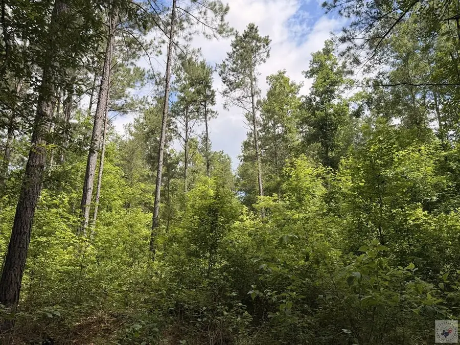 TBD County Road 2229, Douglassville, TX 75560 - #2