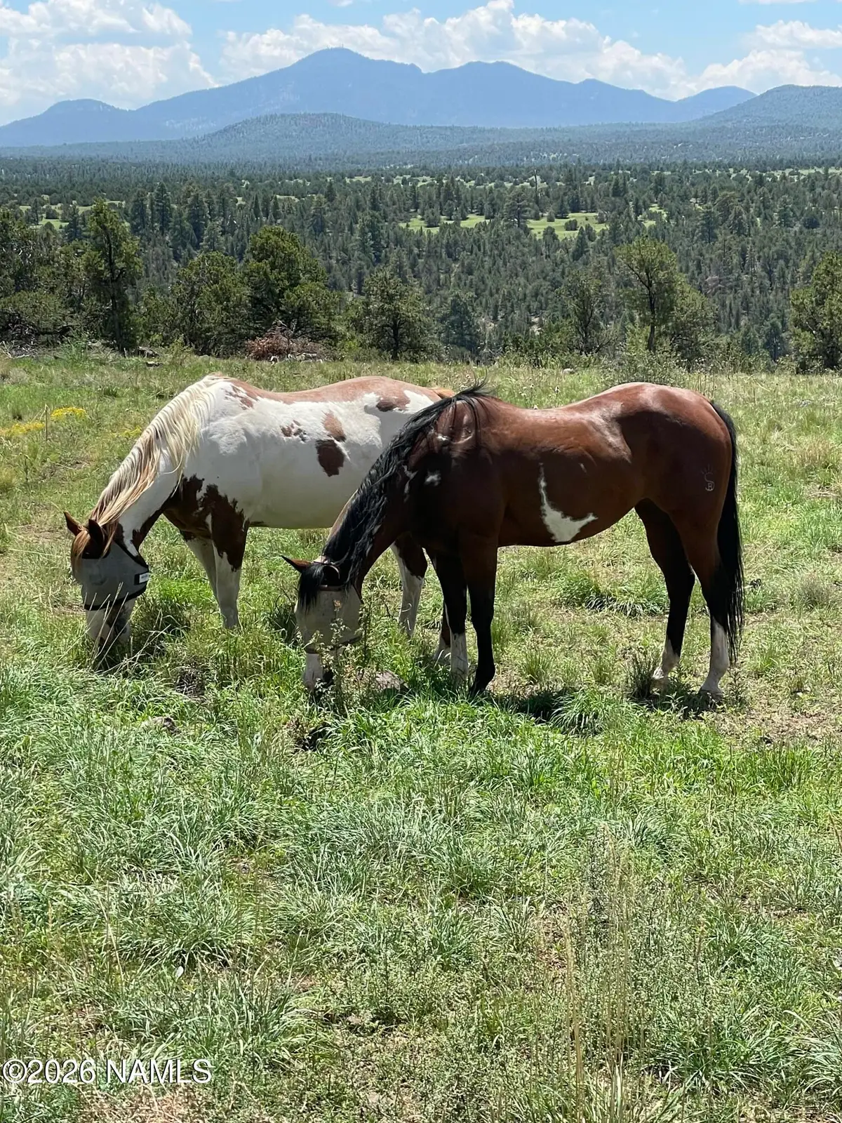 6077 N Cliff Rose, Williams, AZ 86046 - #1