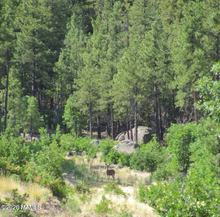 1039 Timbernook, Williams, AZ 86046 - #3