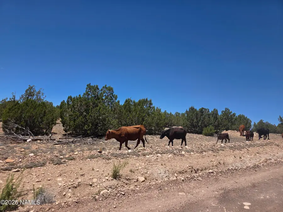 9966 Northstar Road, Williams, AZ 86046 - #2