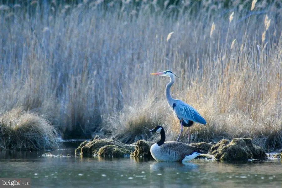 2142 Lake Dr, Pasadena, MD 21122 - #3