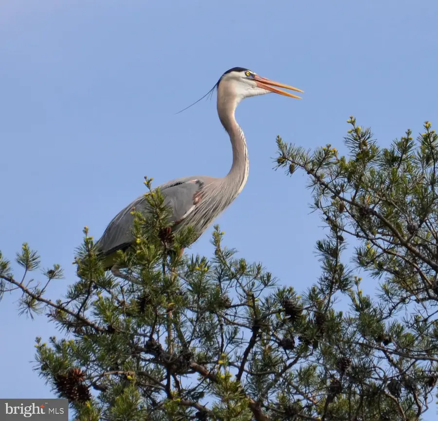 5965 Rockhold Creek Rd, Deale, MD 20751 - #3