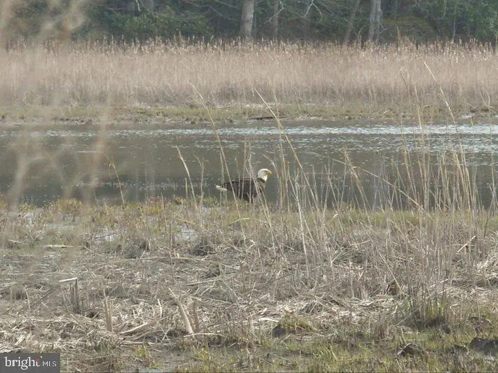Tayloes Neck Rd, Nanjemoy, MD 20662 - Image #3