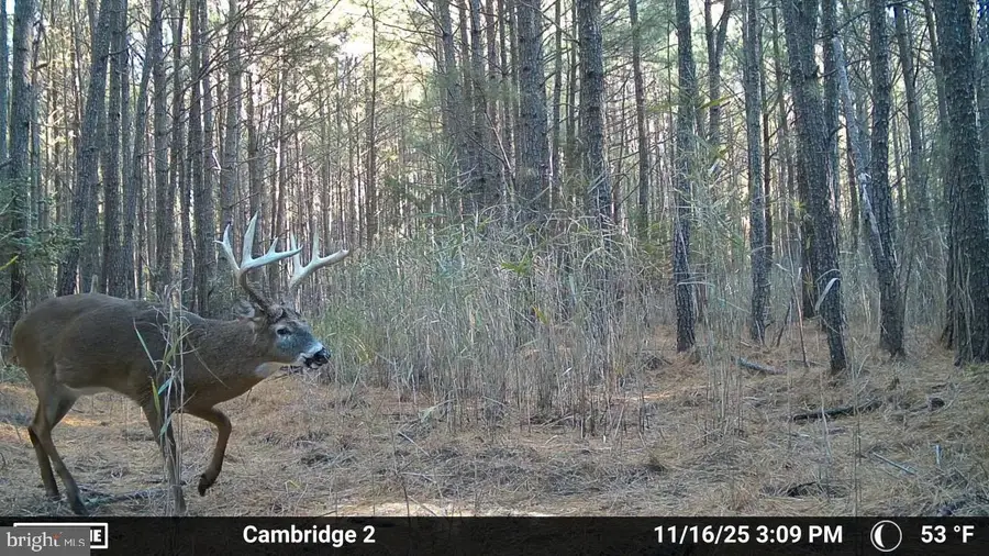 Hudson Rd, Cambridge, MD 21613 - #3