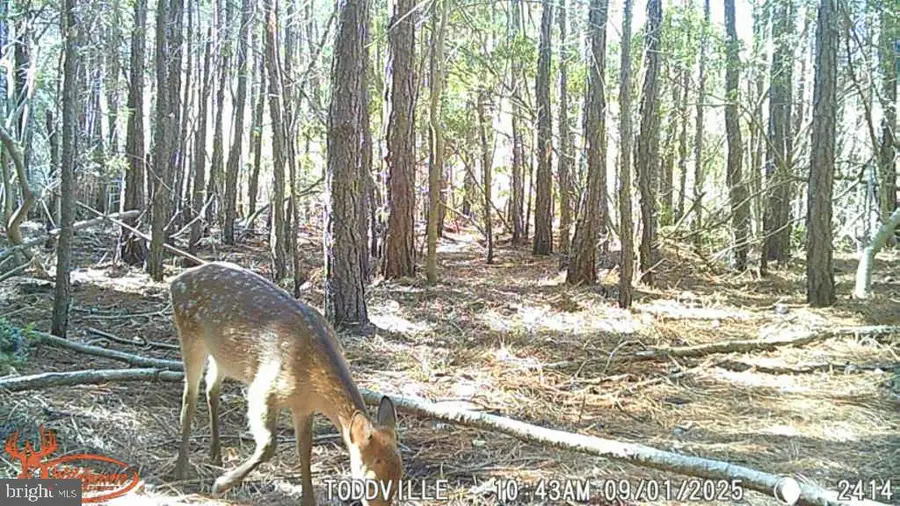 2575 Toddville Rd, Toddville, MD 21672 - Image #2