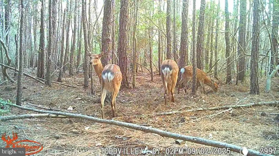 2575 Toddville Rd, Toddville, MD 21672 - Image #2