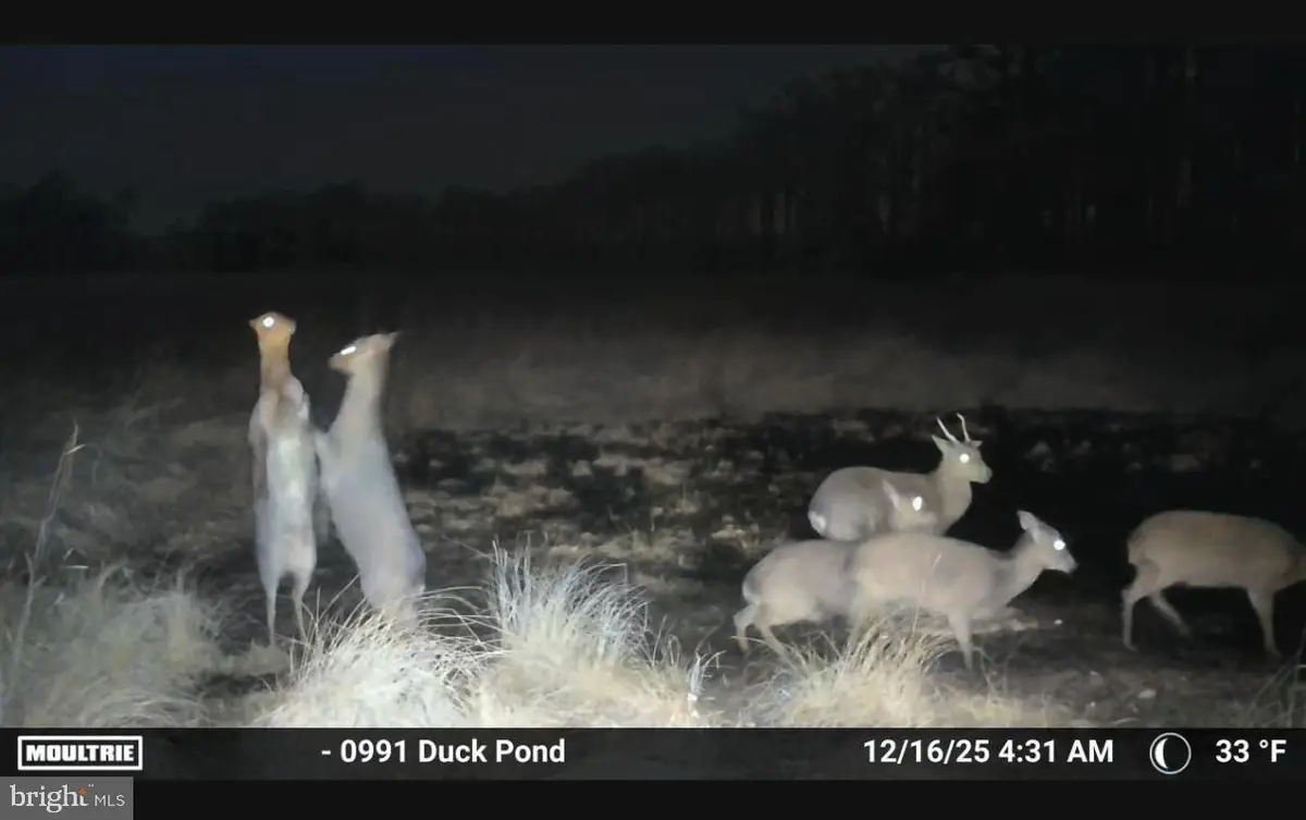 2839 Lakesville Crapo Rd, Church Creek, MD 21622 - #1