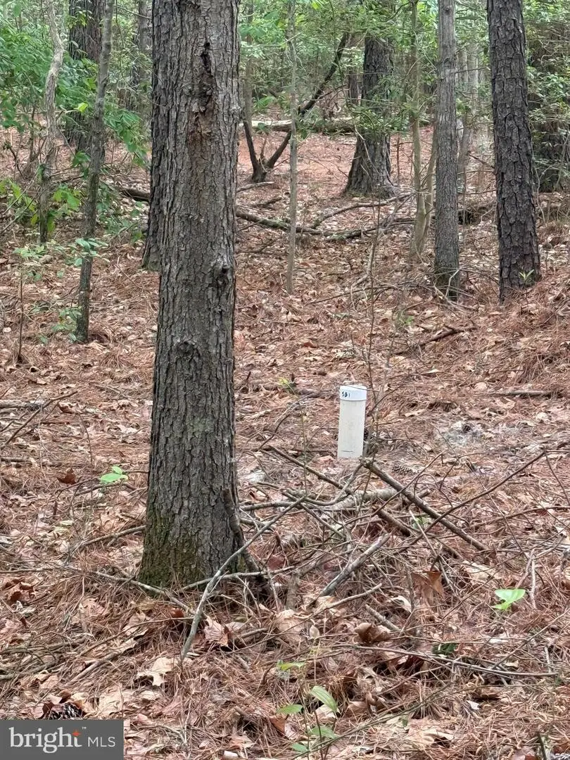 Taylors Island Rd, Woolford, MD 21677 - #2