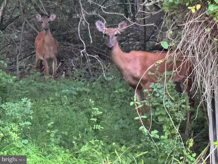 3515-b Clayton Rd, Joppa, MD 21085 - #2