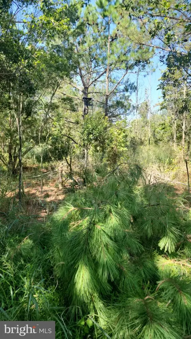 0 Riley Roberts Road, Deal Island, MD 21821 - Image #2